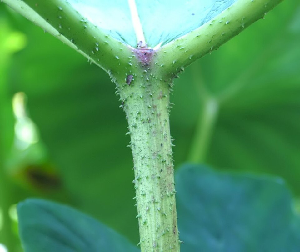 Yautia (Malanga)