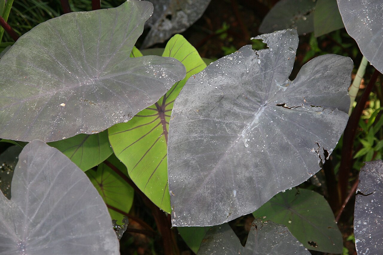 Yautia (Malanga)