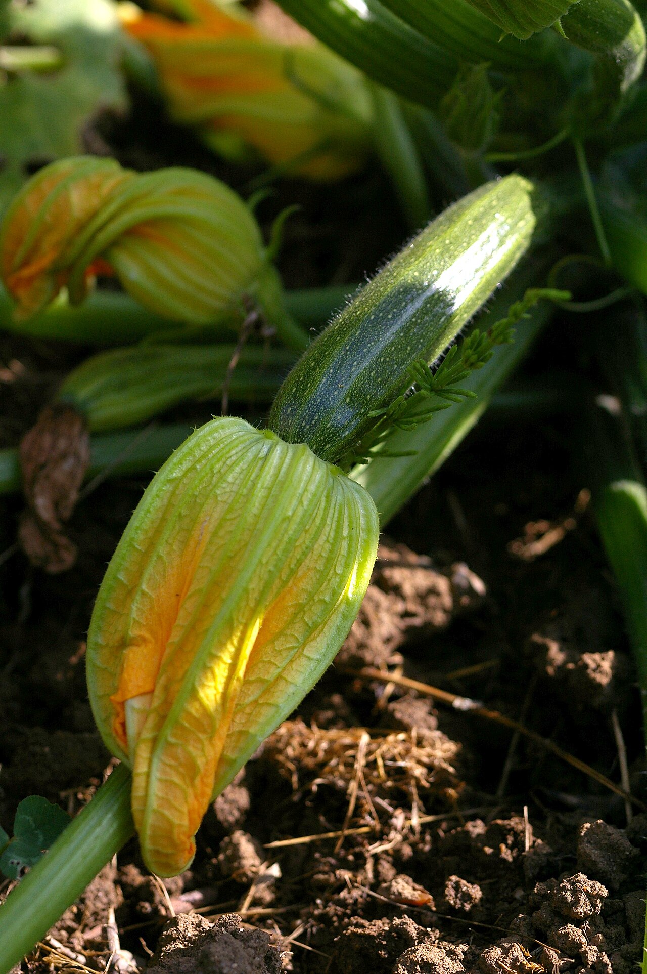 Zucchini