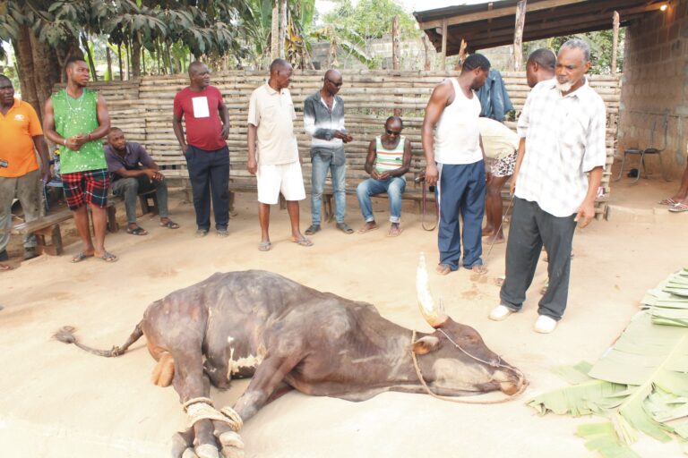 Igbu Nnama festival cow-killing ceremony