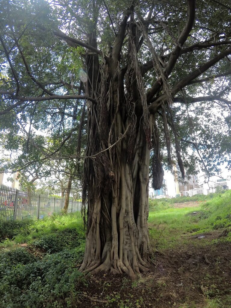 Mugumo fig tree