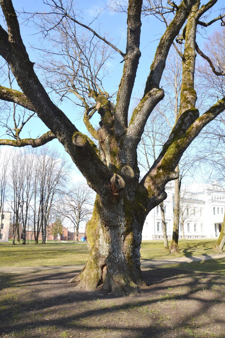 Oak associated with Perkunas