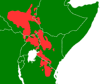 Nilotic languages