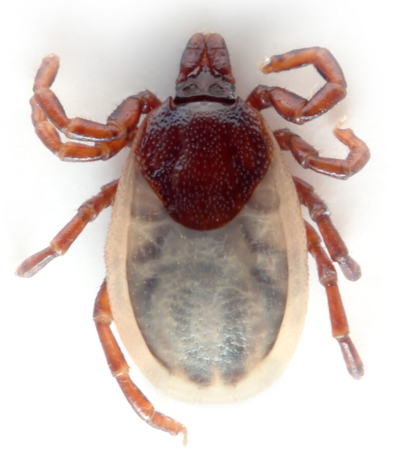 Ixodes hexagonus tick